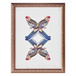 Platycercua Adelaidae